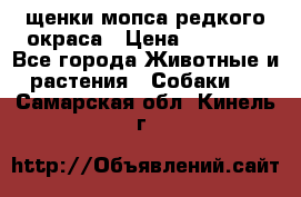 щенки мопса редкого окраса › Цена ­ 20 000 - Все города Животные и растения » Собаки   . Самарская обл.,Кинель г.